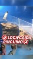 La viral caída de un pingüino que causó la risa de todo el público