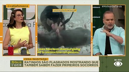 Ratos prestam primeiros socorros entre si; assista ao vídeo | Melhor da Tarde