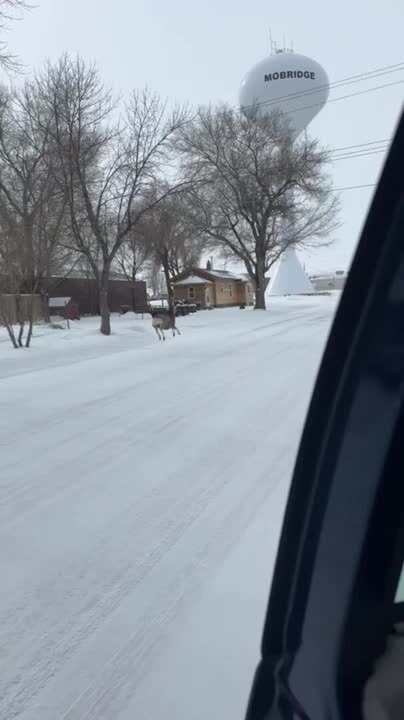 Deer Casually Hops Down Snow-Covered Street