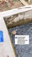 Kalau budidaya lele dengan pakan full alternatif BISA atau TIDAK❓