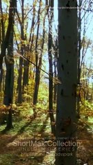 Chasing My Unwanted Mate (2025) - Full Movie