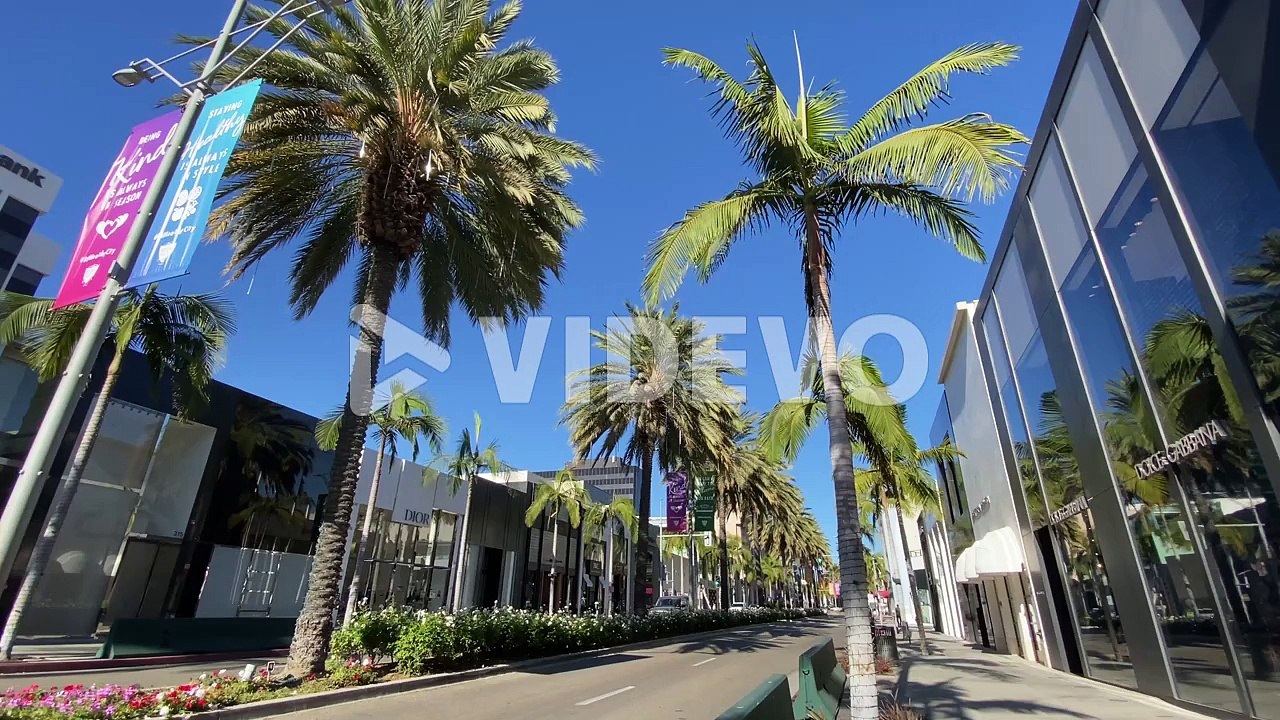 Beverly Hills Palm Trees Rodeo Drive