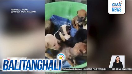 10 tuta, natagpuan sa 2 magkahiwalay na sako | Balitanghali