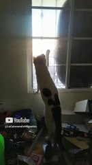 Si te ries pierdes, mi gato pernanca saludando a sus amiguitos por la ventana #shorts #animal #pet