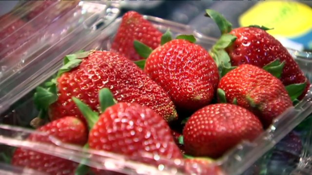 Glynde fruit fly outbreak impacting Adelaide Hills growers