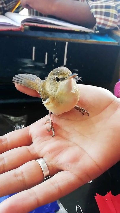 Beautiful bird
