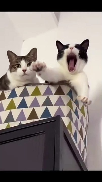 Hund auf der Schaukel! 20250225