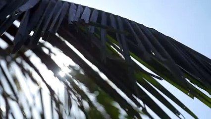 Lens Flare Through Palm Leaves