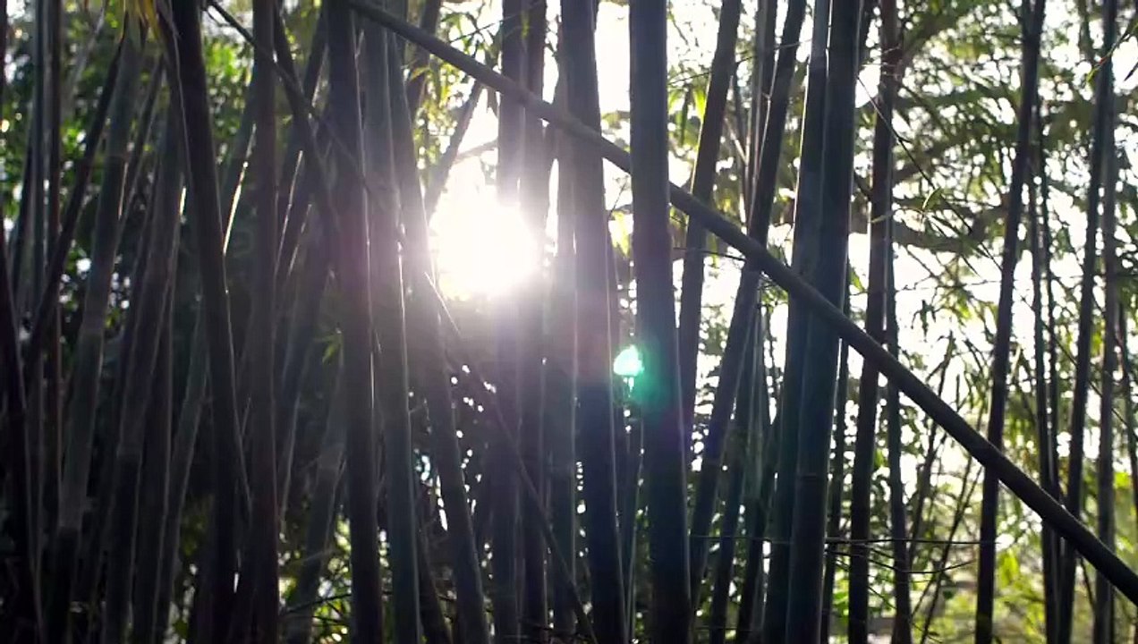 Sun Shining Through Bamboo