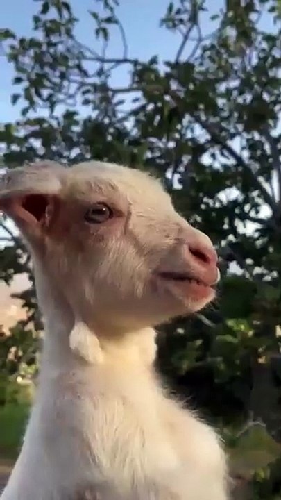 Show it to the cutest person _goat _cuteanimal _babylamb _cutefarmanimal _cute)