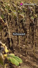 What If the Sun Suddenly Turned Off