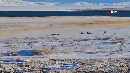 Vatandaşların korkulu rüyası oldu! O ilimizde domuzlar sürü halinde geziyor