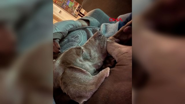 Beşiktaş'ta elektrik akımına kapılan 'Choko'nun durumu iyi