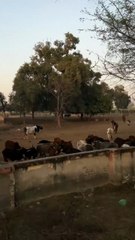 कचरा प्लांट के बजाय मिली सिर्फ चारदीवारी