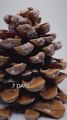 Así crece un pino en solo un minuto: el hipnótico timelapse que debes ver