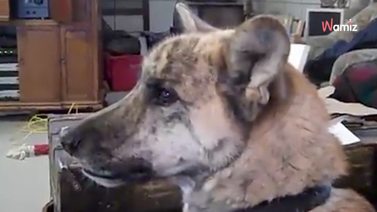 Mann erzählt Hund, dass die Katze alle Leckerlis bekommen hat: Seine Reaktion ist der Knaller!