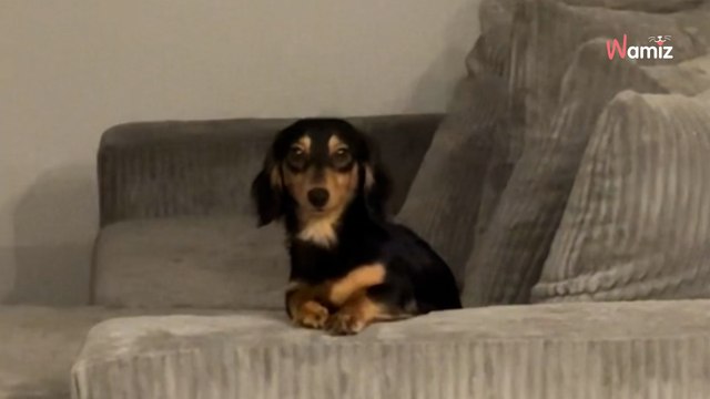 He leaves his Dachshund puppy alone for 10 minutes and gets a hilarious surprise