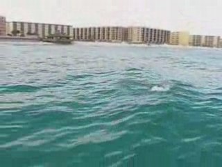 Jumping Dolphin in Destin, Florida