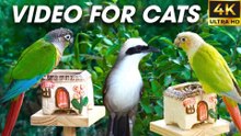 Birds & Squirrels Explore the Forest in Harmony - Bird and Squirrel For Cats To Watch