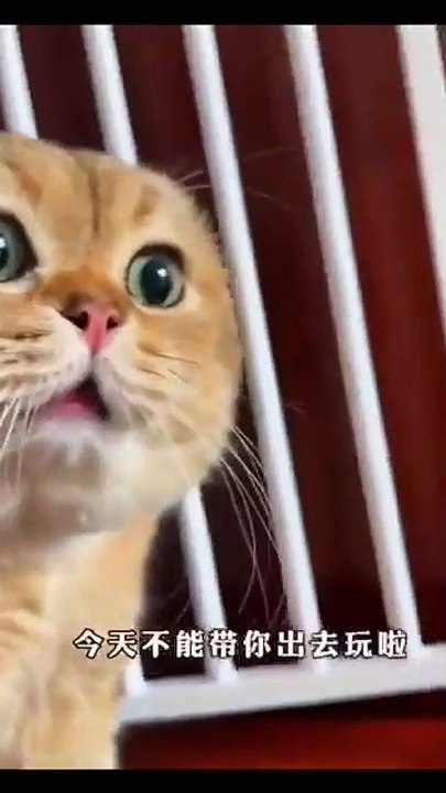 Welpen spielen im Garten! 20250225