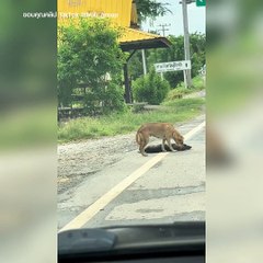 นึกว่าน้องหมาถูกชน จอดรถช่วยเหลือ ก่อนจบแบบหักมุม ที่แท้..