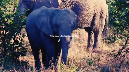 Wild animals at Kruger national park