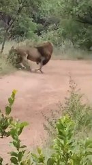 African wildlife safari _lion _wildlife)