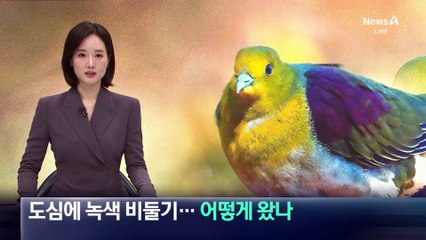 도심에 녹색 비둘기…어떻게 왔나?