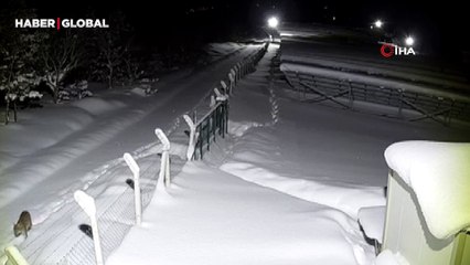 Ordu'da heyecan dolu anlar: 'Ormanın hayaleti'ni böyle görüntülediler