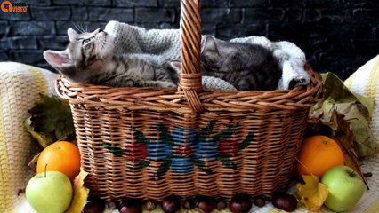 10 Cheap and Easy Cat Beds for Adventurous Cats