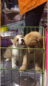 I've been craving stir-fried fish with lentils so much😃