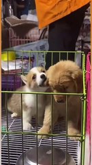 I've been craving stir-fried fish with lentils so much😃