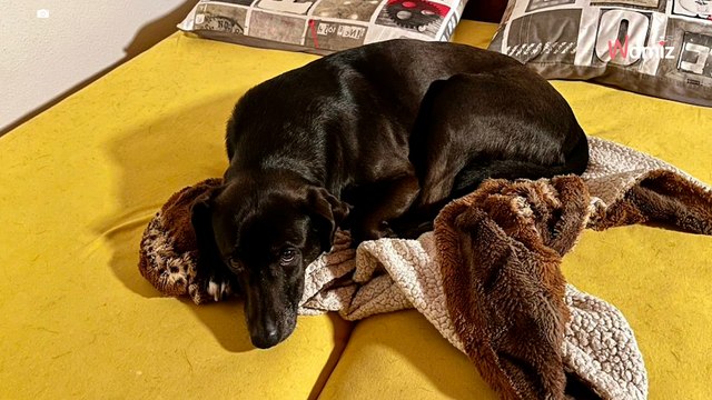 Resh, il cane che dalla Sicilia ha trovato una casa in Svizzera: un incontro destinato a cambiare due vite