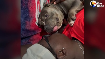 Velcro Bully Is Obsessed With Cuddling His Dad