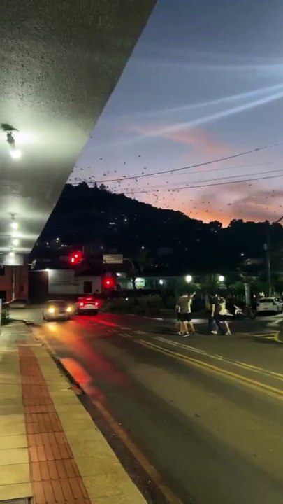 Corte de árvores deixa aves sem abrigo e animais tomam conta do céu em cidade de SC