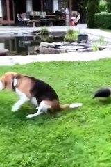 😹 When Pets Go Wild – Funny Moments Caught on Camera! 😹  #4