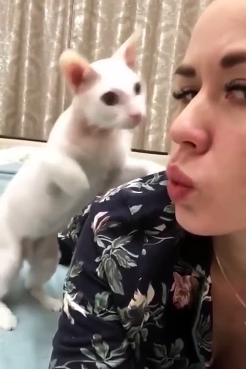 😹 When Pets Go Wild – Funny Moments Caught on Camera! 😹  #5