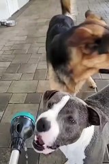 😹 When Pets Go Wild – Funny Moments Caught on Camera! 😹  #6