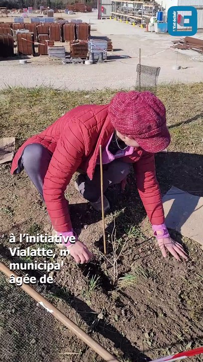 Des bénévoles plantent une haie à Bar-sur-Seine pour égayer le paysage tout en préservant la biodiversité