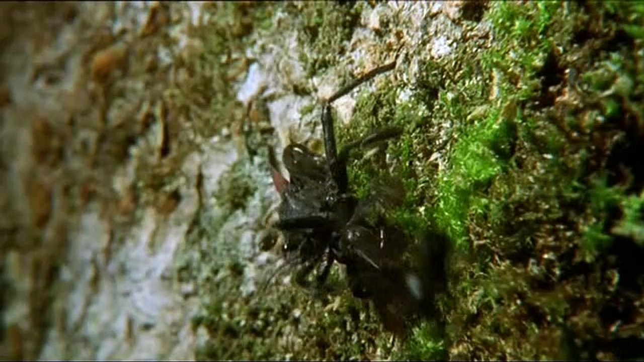 Attenborough in Paradise_Amber Time Machine