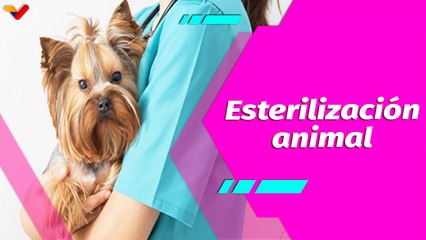 Buena Vibra | Esterilización animal: cuidados y recomendaciones antes y después del proceso