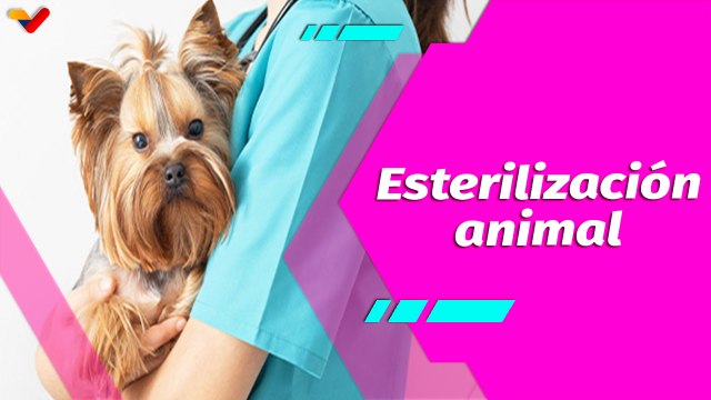 Buena Vibra | Esterilización animal: cuidados y recomendaciones antes y después del proceso