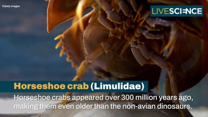 Creatures That Look The Same As They Did Millions Of Years Ago