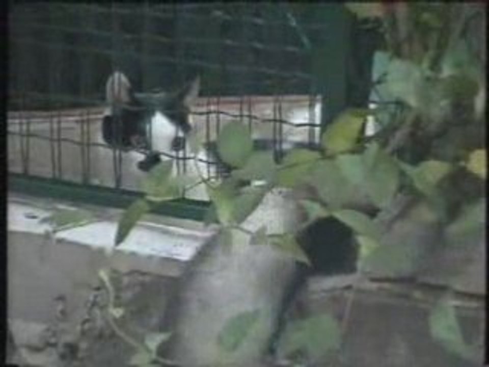 Io Brown e Silvestro
