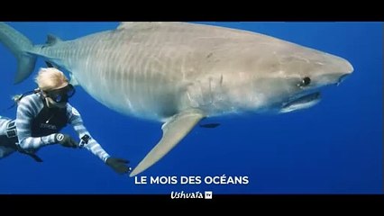 Danse avec les dauphins