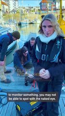 Discover the Fascinating World of Tiny Plankton Through Photography 📸