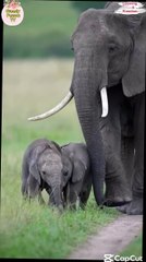 Elephants and Their Family Ties 🐘