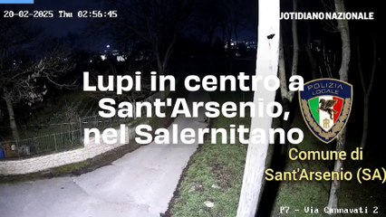 Lupi in centro a Sant'Arsenio, nel Salernitano