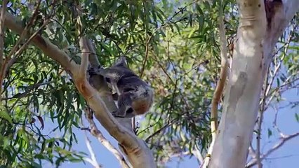 Wotif's 2025 Aussie Town of the Year Port Stephens | Video by Destination NSW