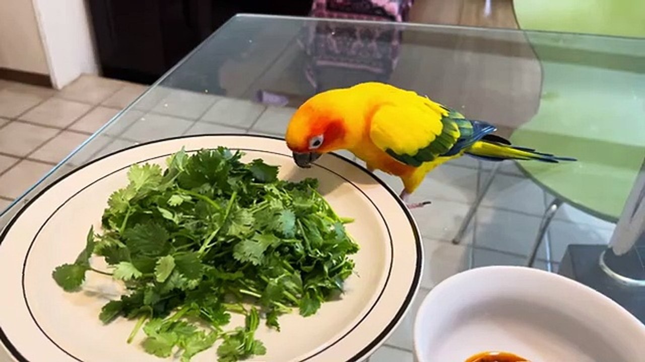 Fly sun conure likes cilantro